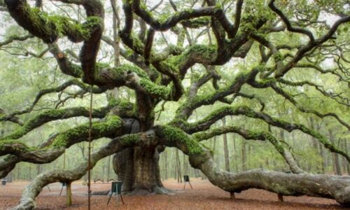 Obbligo di legge censimento alberi monumentali – Grazie a GINVE È GRATIS!